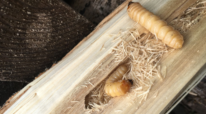 Die Bedrohung verstehen: Umgang mit Holzwürmer in Ihrem Zuhause